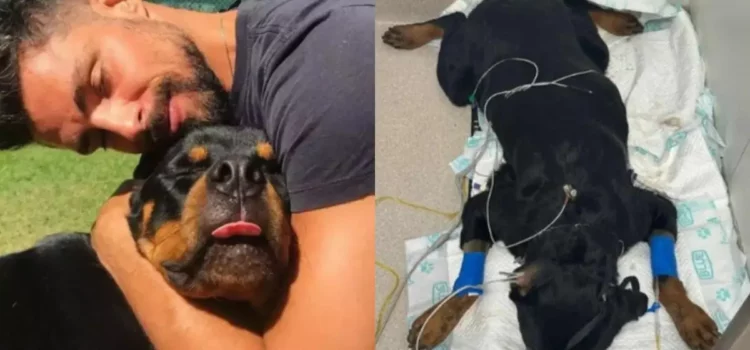 Cauã Reymond faz apelo após morte de cachorro por envenenamento: “É muita maldade”